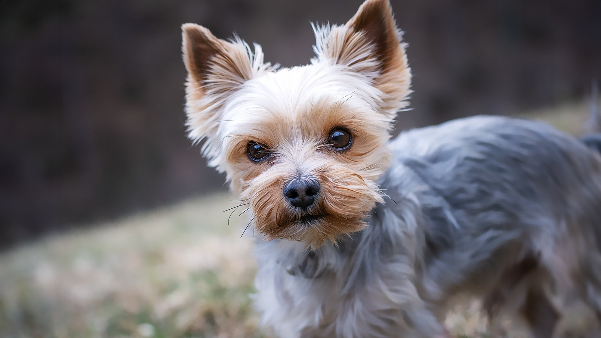 Yorkshire terrier dog breed