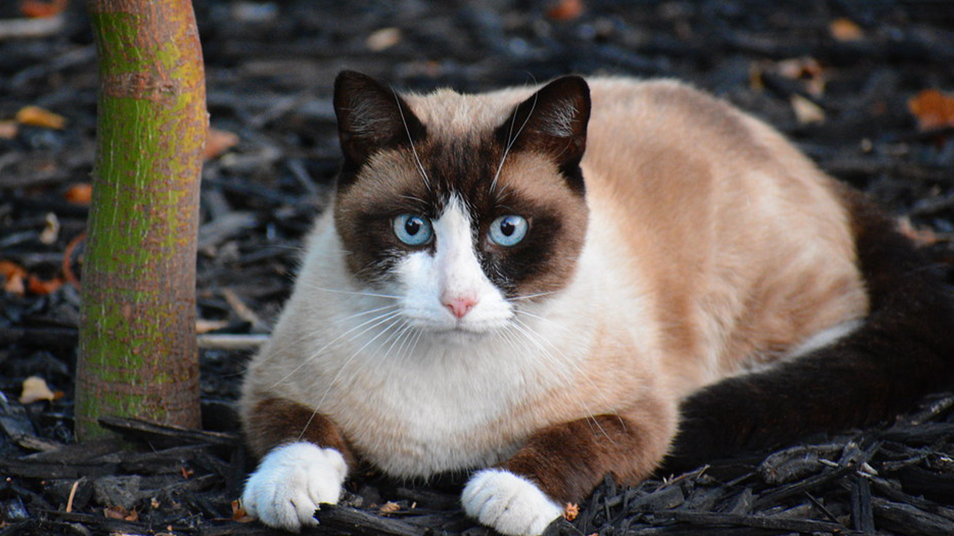 Snow Shoe Cat