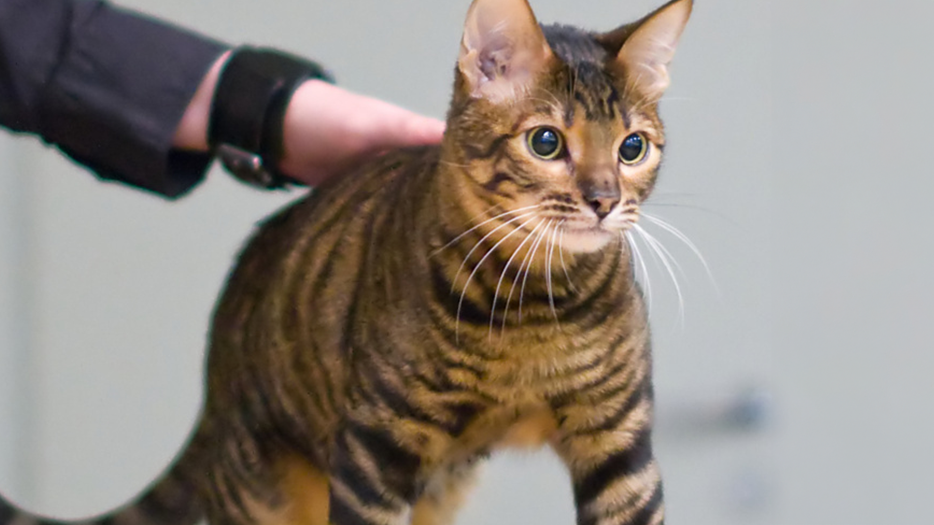 Toyger cat