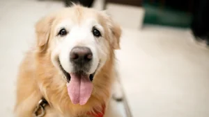 an old golden retriever