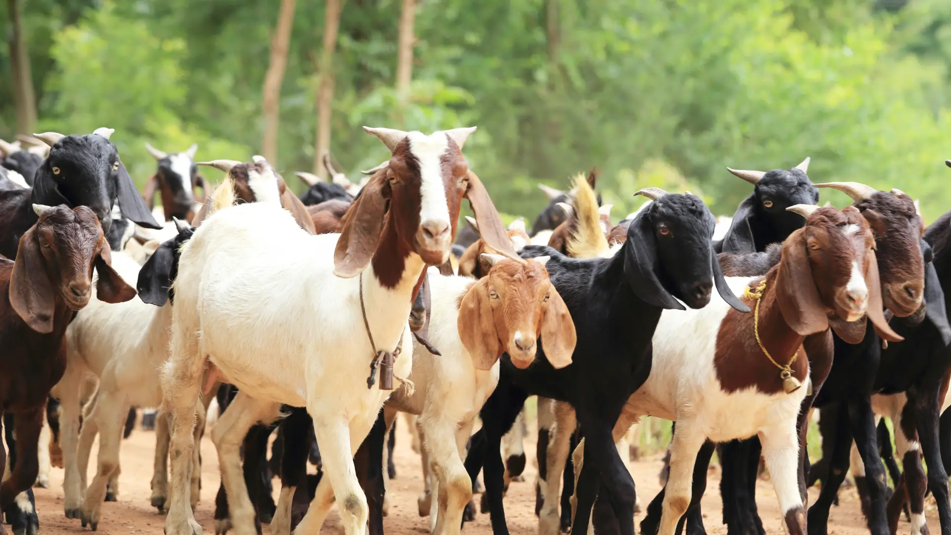 Herd of Goats