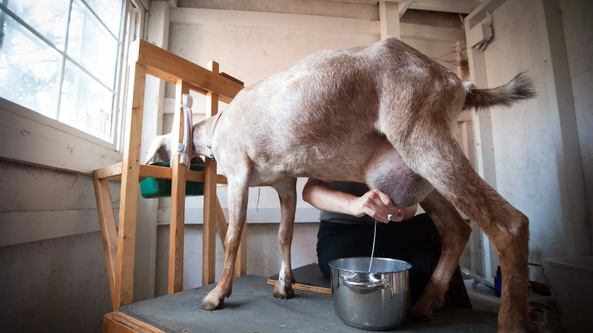 goat milking