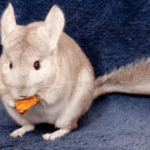 Chinchilla eating