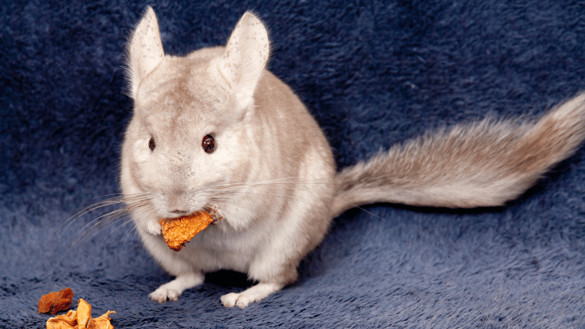 Chinchilla eating