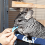 Chinchilla eating