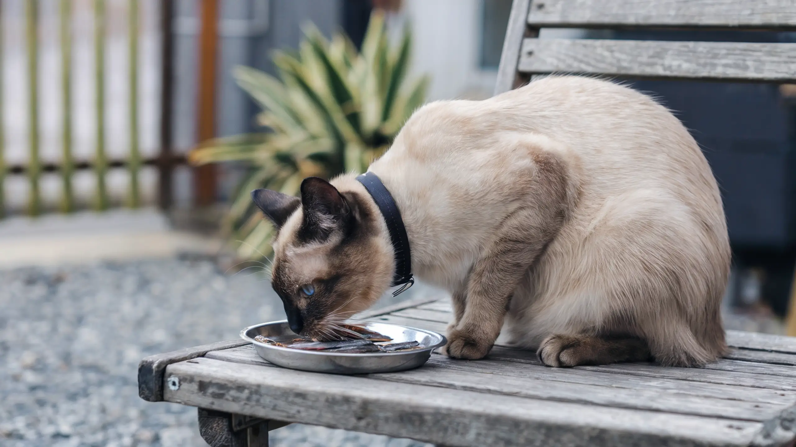 A photo of a Siamese cat eating sardines outside. The cat is sitting on a wooden chair and is wearing a collar. The background contains a fence, a plant, and a building. The ground is covered with gravel.