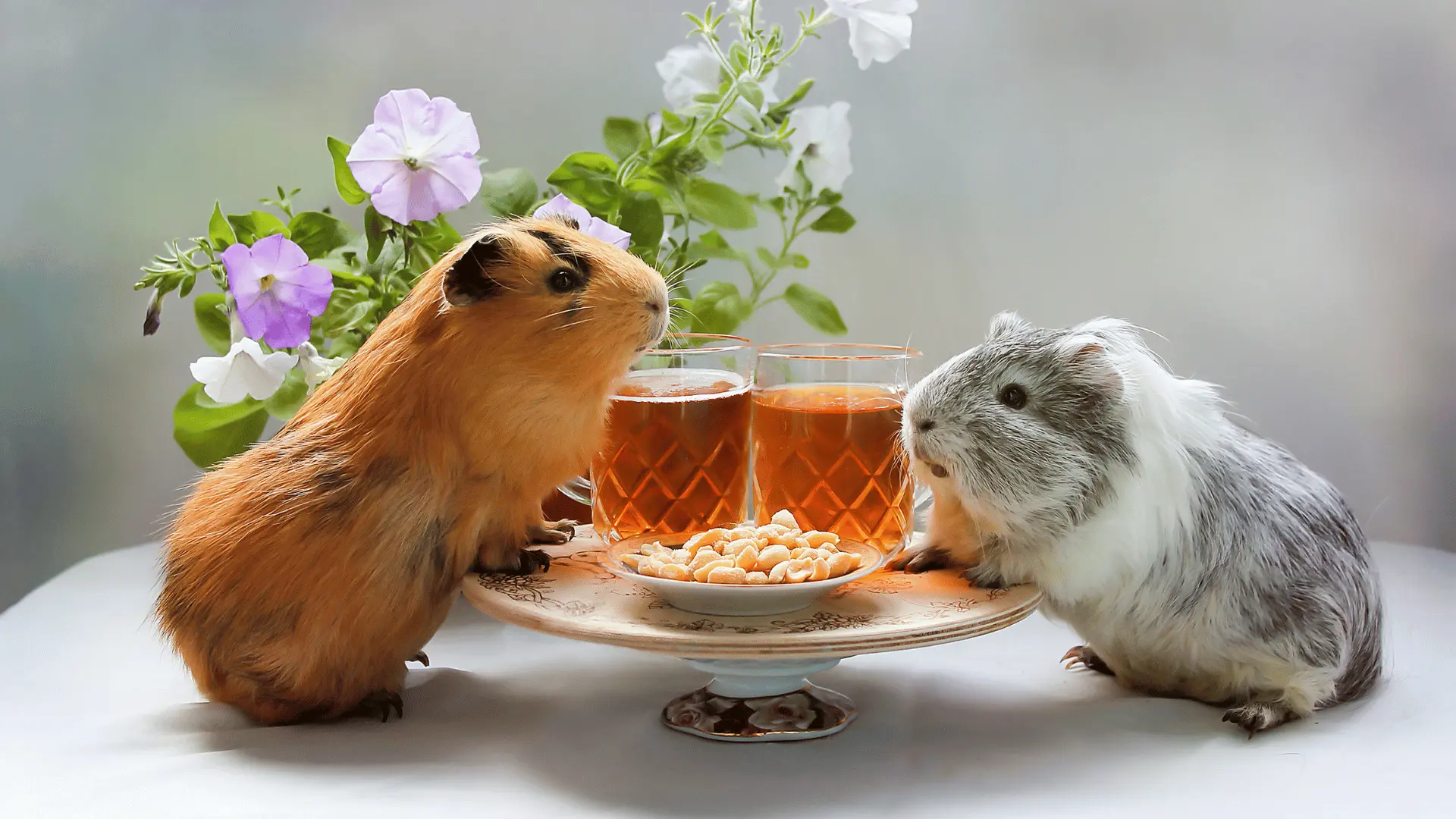 Guinea pigs pretending to have tea