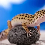 A leopard gecko resting on a rock in a desert-like terrarium