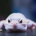 A young leopard gecko crawling on a hand, displaying its small size and gentle demeanor.