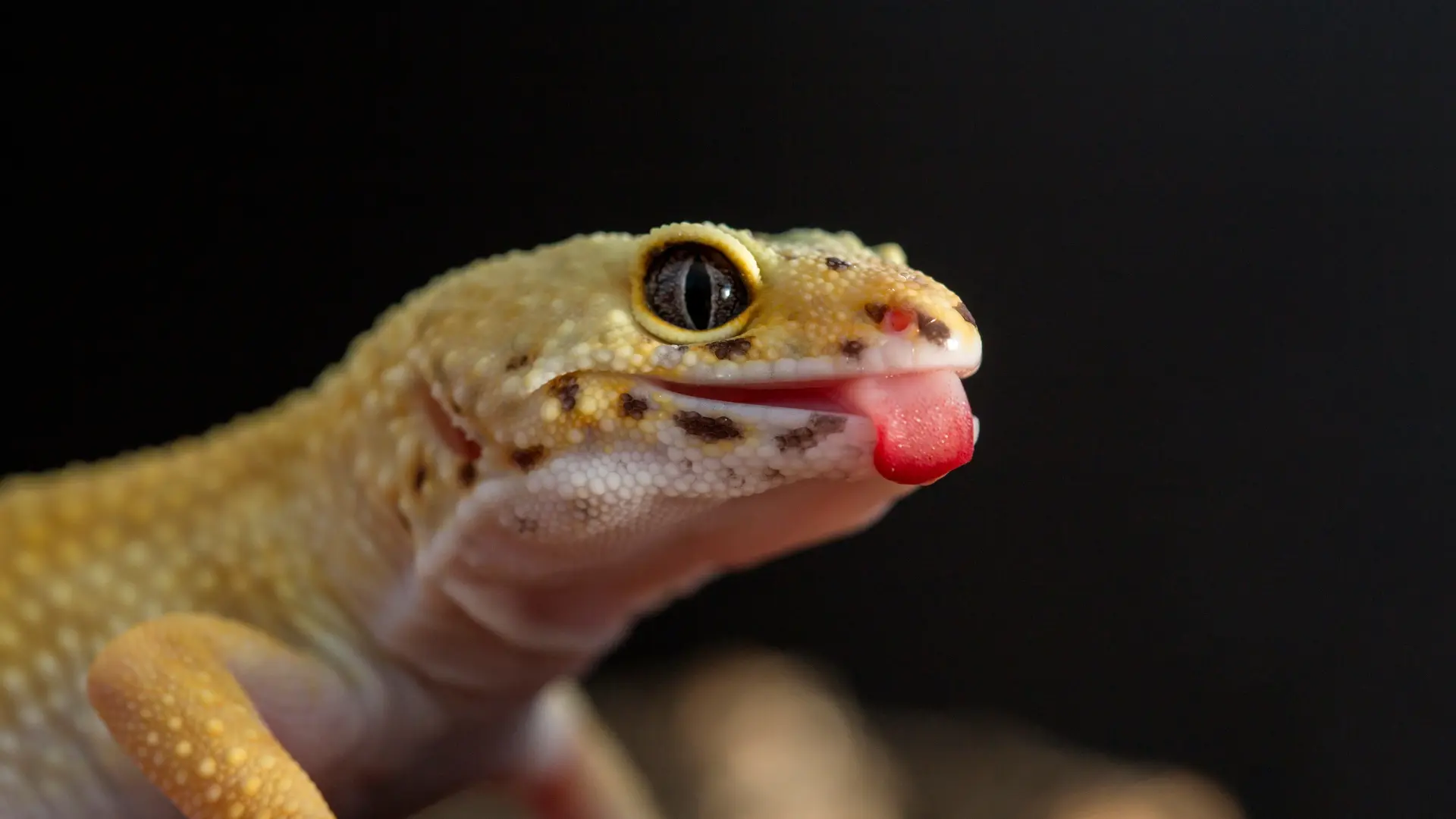 A leopard gecko feeding on mealworms in a terrarium