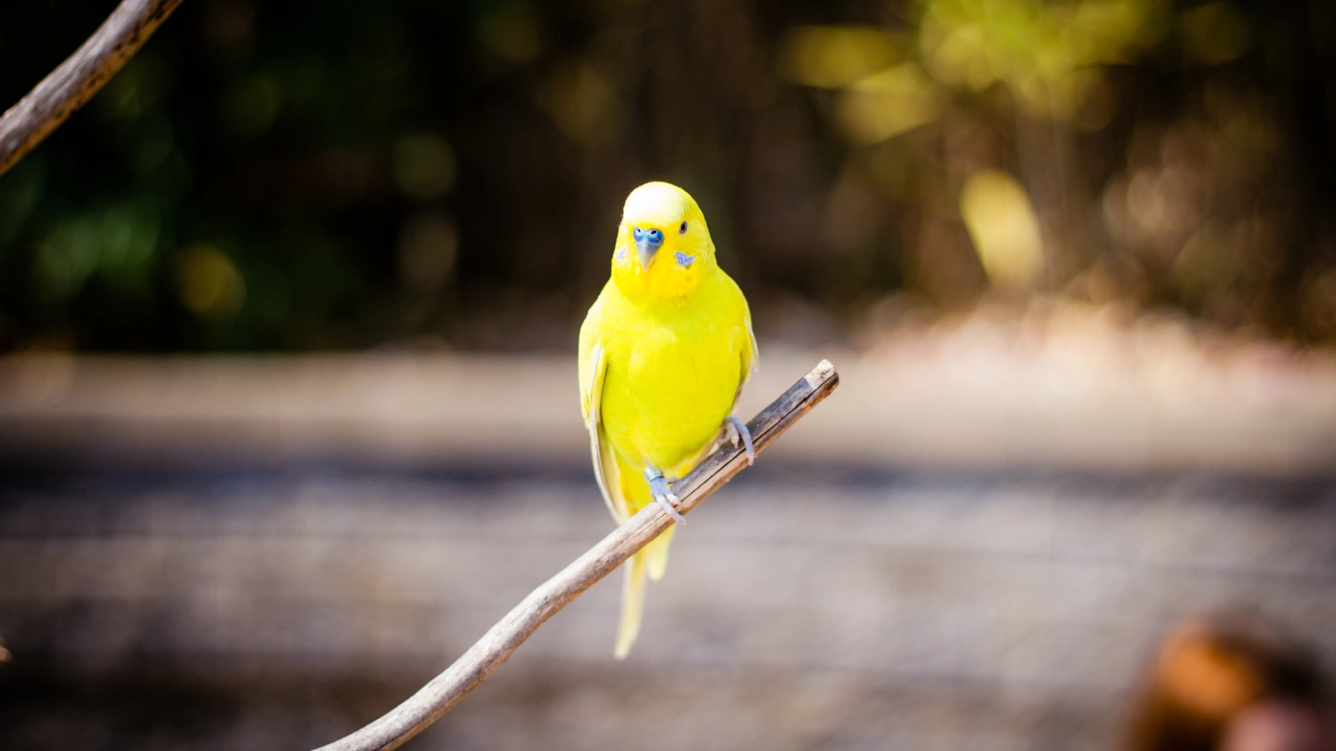 parakeets yellow on branch